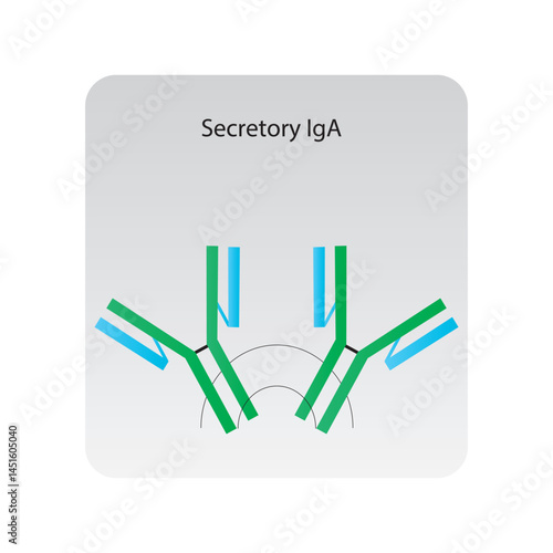 IgG2 immunoglobulin antibody structure schematic illustration. Simple immunology diagram.