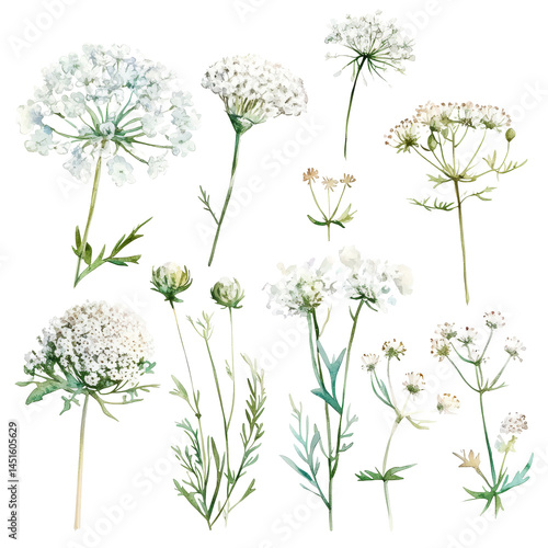 A delicate collection of Queen Annes lace flowers in watercolor showcasing their elegant beauty and intricate details, queen annes lace flowers isolated on transparent background