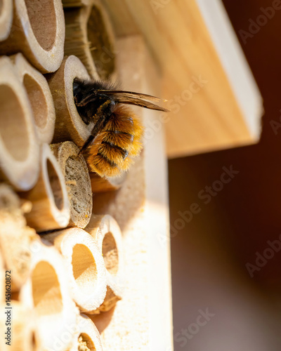 Wildbiene an einer Röhre des Insektenhotels