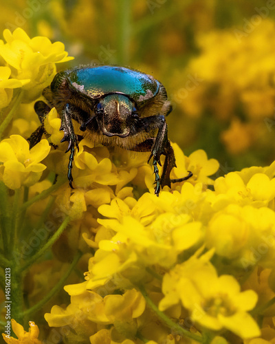 Frontalansicht eines Rosenkäfers