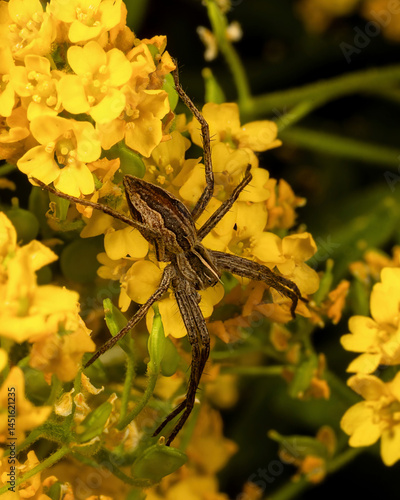 Listspinne auf einer Polsterblume