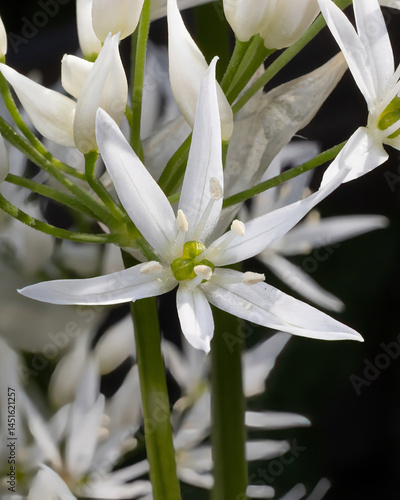 Nahaufnahme einer Bärlauchblüte