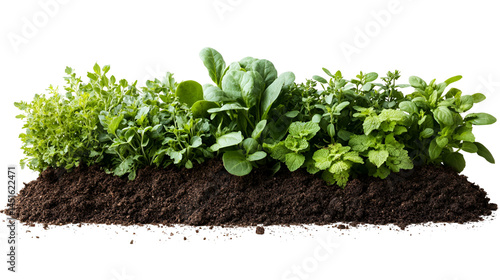 Lush green herb garden growing in rich soil