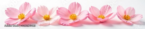 Delicate flower petals unfolding on white background, nature, color, gentle