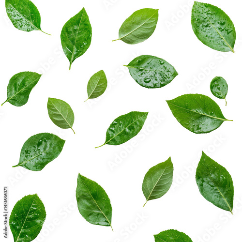 Fresh organic green leaves scattered on a transparent background, showcasing their vibrant color and texture, Fresh organic green leaf transparent background. leaves transparent background