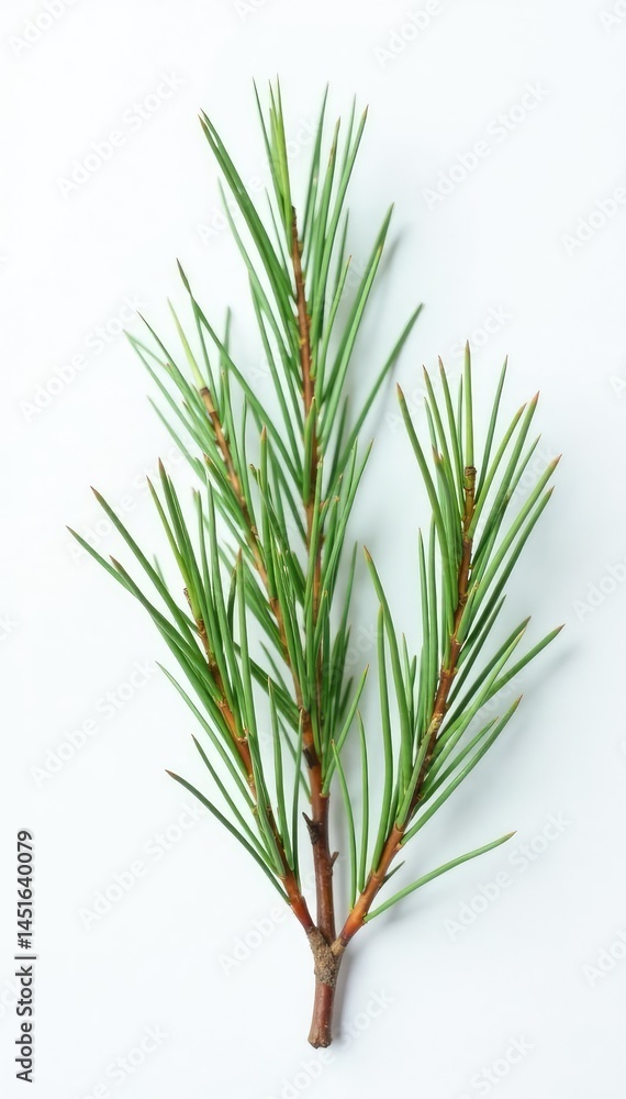Fototapeta premium Small isolated pine branches on white surface, twig, needle