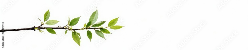 Thin branch with leaves isolated on white background, tree, minimalist, white background Thin branch with leaves isolated on white background, tree, minimalist, white background