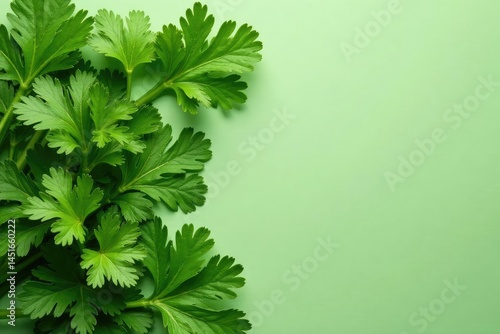 Fresh parsley leaves arranged in a decorative pattern , closeup, ingredient, natural