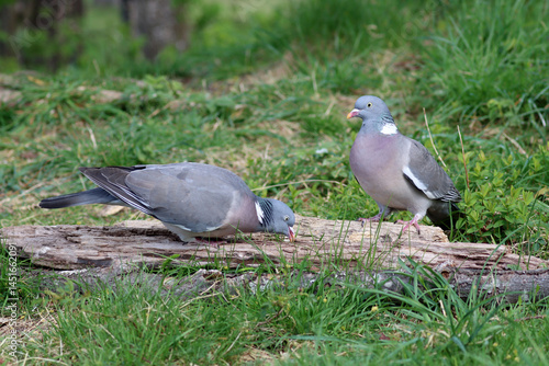 Canvas Print Common wood pigeon