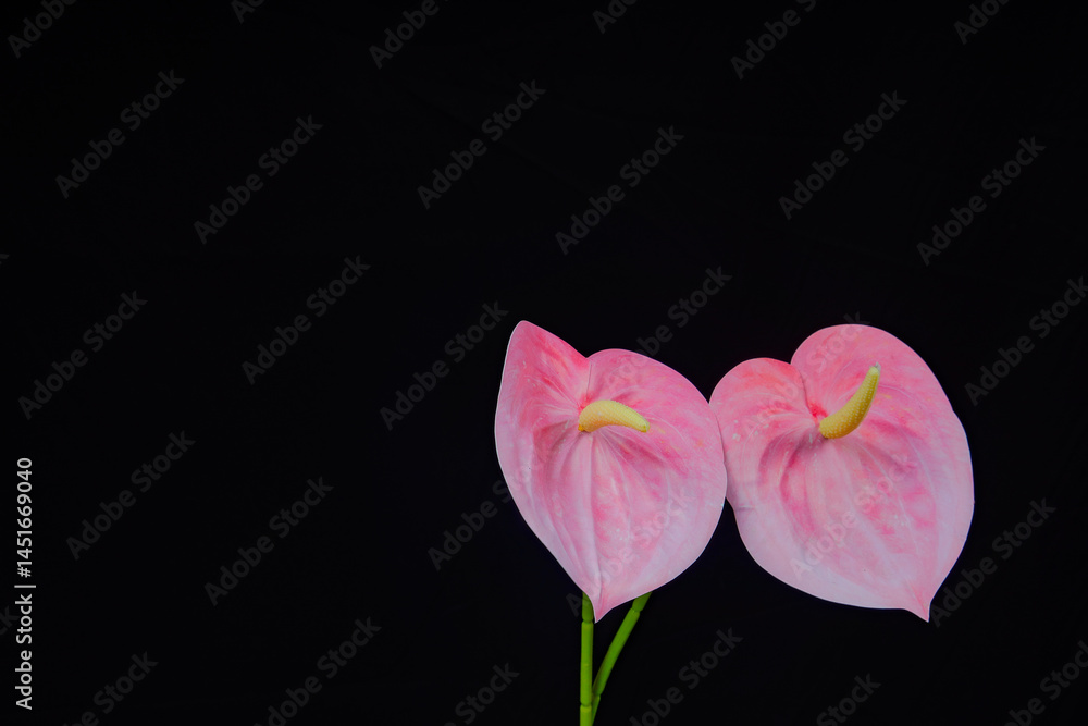synthetic elephant ear flower isolated in black, view of artificial anthurium flower on black background for advertising space. synthetic elephant ear flower isolated in black, view of artificial anthurium flower on black background for advertising space.