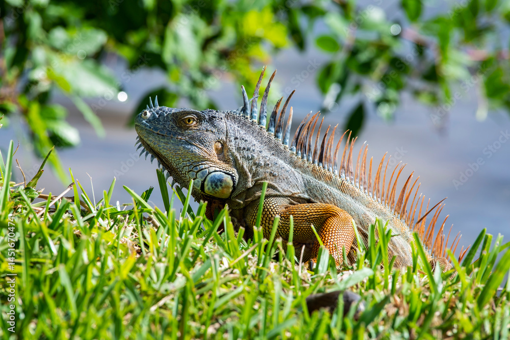 Obraz premium Iguana on hill