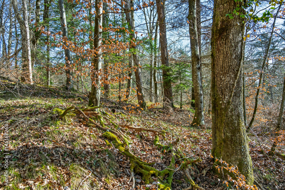 Obraz premium Forêt du jura au printemps