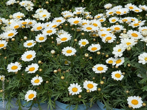 Daisies camomile flowers ornamental pretty plant 