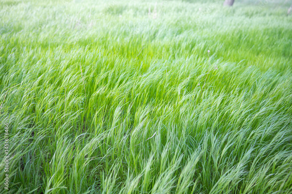 Lush green grass in early growth phase on rural agricultural land Lush green grass in early growth phase on rural agricultural land