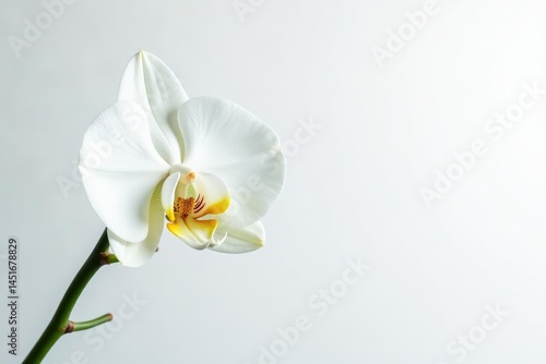 Obraz na płótnie Delicate white orchid blossom against pure white backdrop, petal, white background, tranquil w salonie