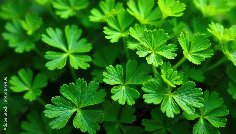 Fresh parsley leaves forming intricate natural pattern , food, bright