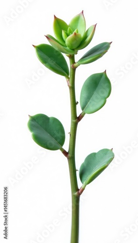 Obraz na płótnie Single stem of succulent isolated on white background, botanical, plant w salonie