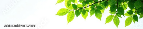 Obraz na płótnie Tree with lush green leaves and branches against a white background, peaceful, branches w salonie