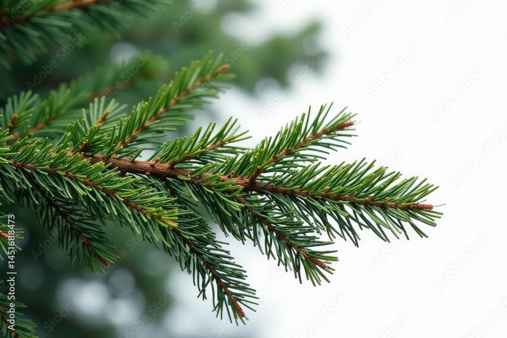 An isolated fir branch in the forest on a white ground, isolated, tree trunks An isolated fir branch in the forest on a white ground, isolated, tree trunks