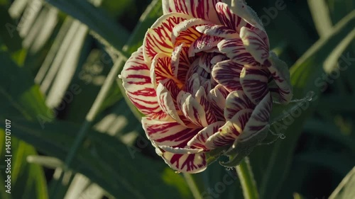 Vibrant bloom: timelapse of red and white tulip opening in sunlit garden
