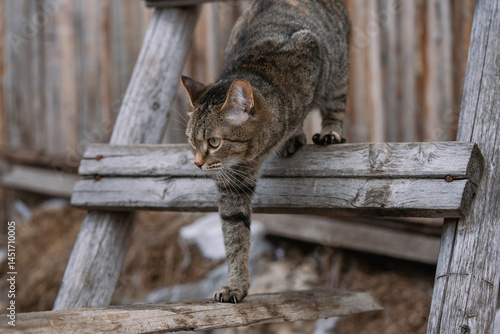 European shorthair tabby cat carefully placing its paws while descending a weathered wooden ladder in a rustic barn setting, displaying agility and caution