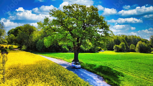 spring landscape with trees