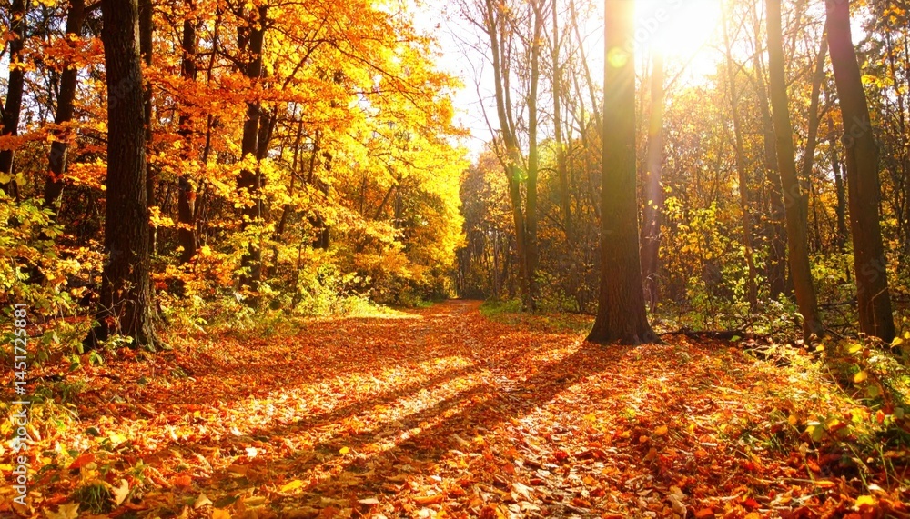Obraz premium Autumn walk through a vibrant forest trail nature photography scenic bright sunlight