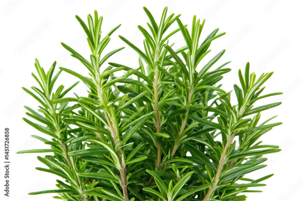 Fototapeta premium Fresh Rosemary Herb Bunch with Green Leaves on Transparent Background Ideal for Culinary Use