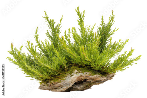 Lush Green Plant Foliage Growing On Natural Rock Formation Isolated On Transparent Background