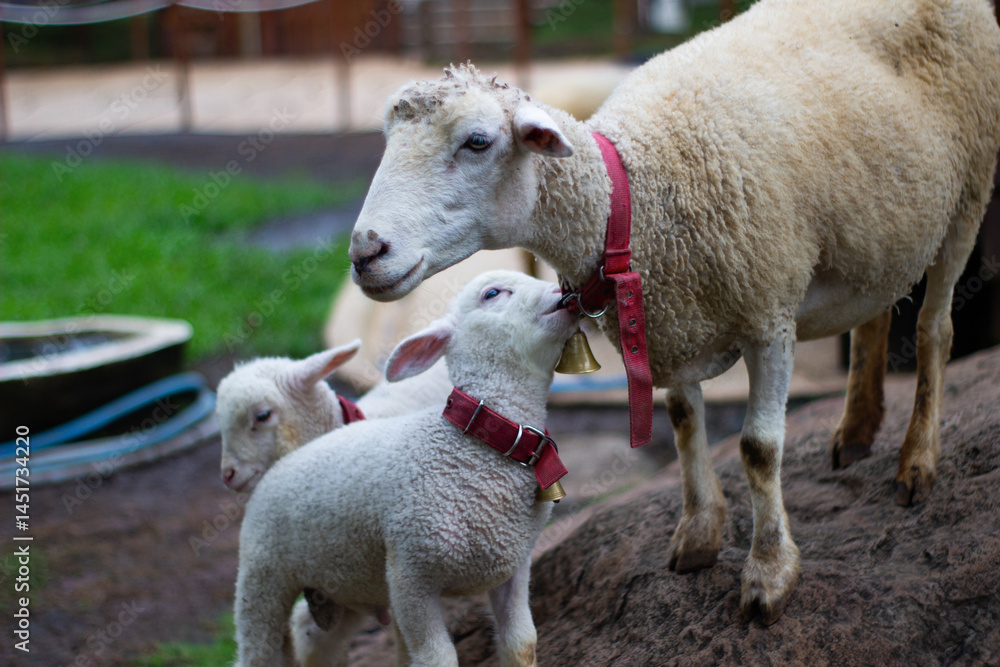 Fototapeta premium a sheep wearing a collar with her lamb in the zoo