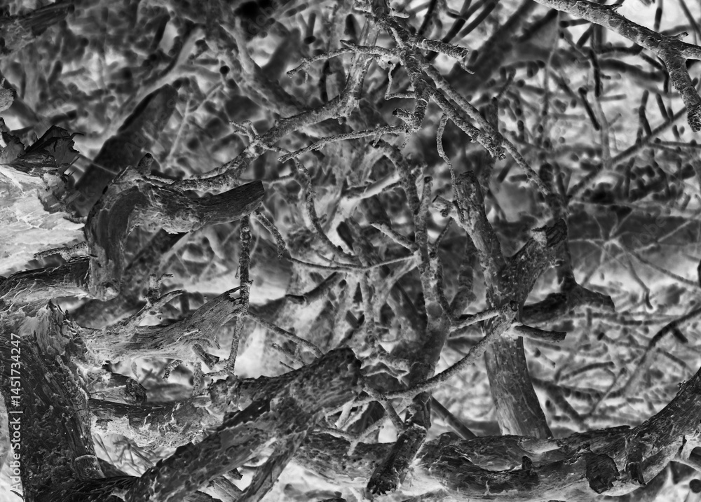 A dark enigmatic pattern of blackened intertwined elements resembling the branches of dead trees
A dark enigmatic pattern of blackened intertwined elements resembling the branches of dead trees