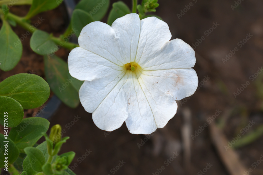 White petunias in the garden, Petunia, Close up of white Petunia flower in the garden, Petunia flower and blurred background, Background of white petunia flowers, spring flower Closeup. White petunias in the garden, Petunia, Close up of white Petunia flower in the garden, Petunia flower and blurred background, Background of white petunia flowers, spring flower Closeup.