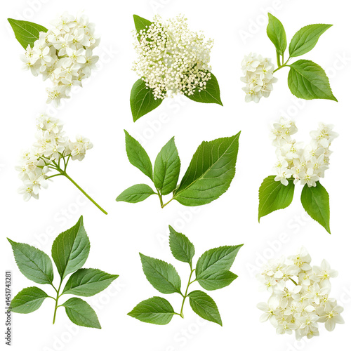 White Elderflower Blossoms, Green Leaves, Botanical Collection
