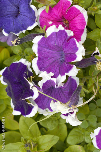 White Purple petunias in the garden, Petunia, Close up of White Purple Petunia flower in the garden, Petunia flower and blurred background, Background of Purple petunia flowers, spring flower Closeup.