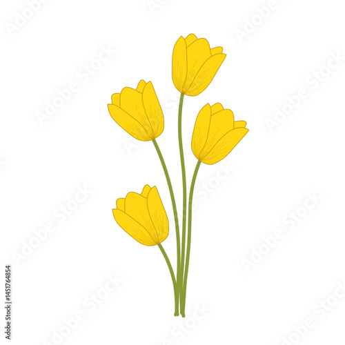 Yellow tulip flower illustration. Blooming flower illustration. Flower illustration set. Tulip flower flat design 

