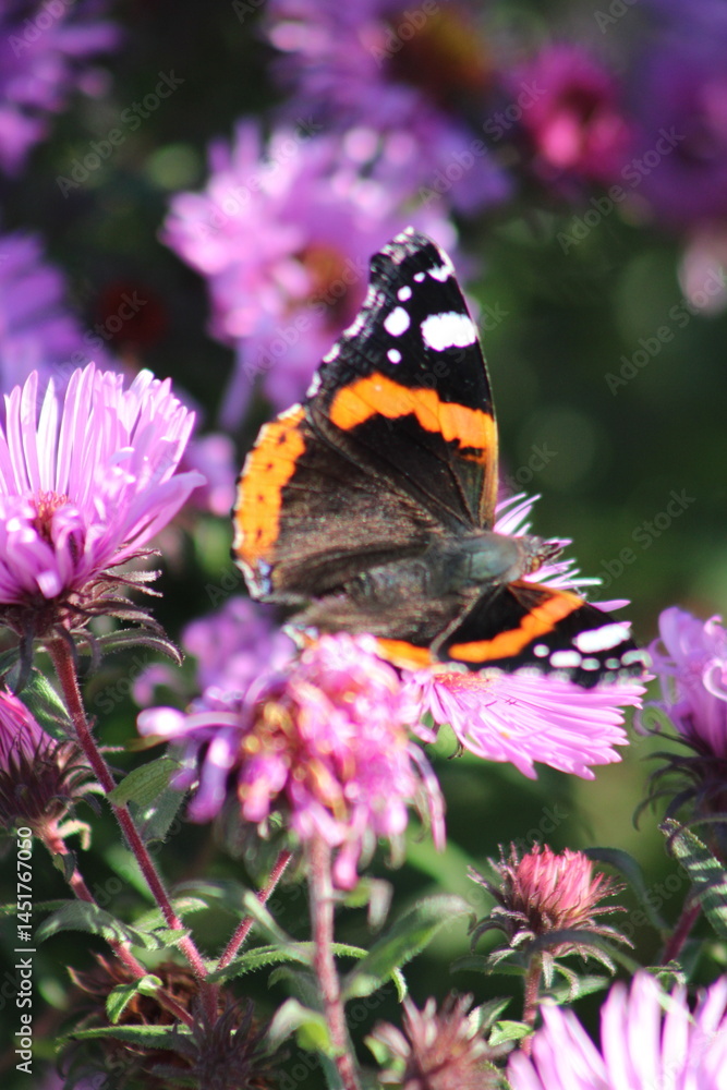 butterfly on flower butterfly on flower