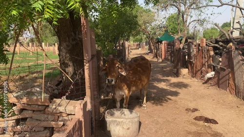 A Cow Standing at Agriculture Field, Cow in Shadow of a Tree. Indian Cow's, Farmland View. Animal in India.