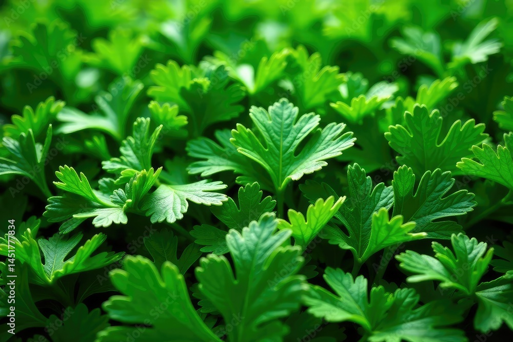 Dried parsley flakes creating a textured pattern , stock, image Dried parsley flakes creating a textured pattern , stock, image