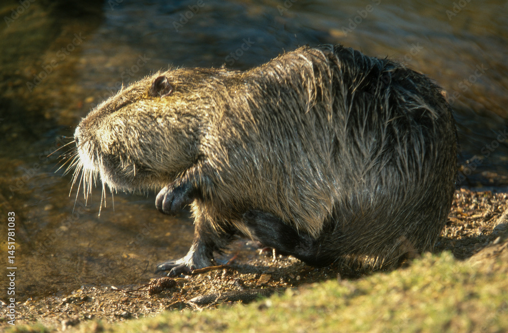Fototapeta premium Ragondin, myocastor coypus,