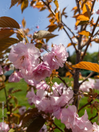 A bunch of pink flowers on a tree with green leaves