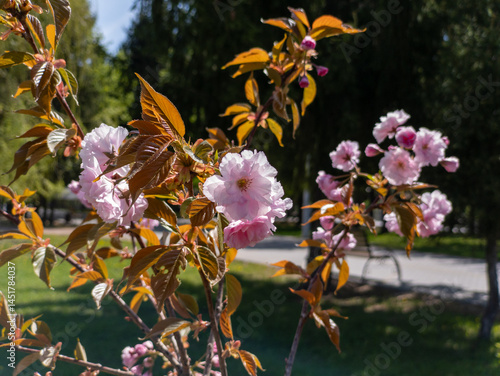 A branch of a tree with pink flowers in a park