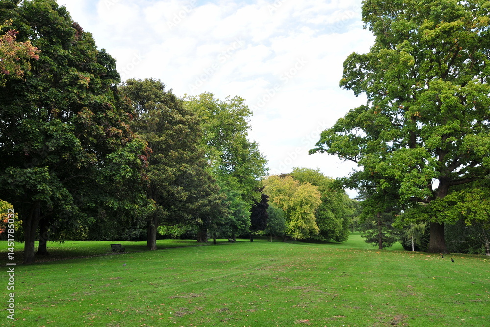 Fototapeta premium Scenic view of a large grass lawn and green leafy trees in a beautiful park