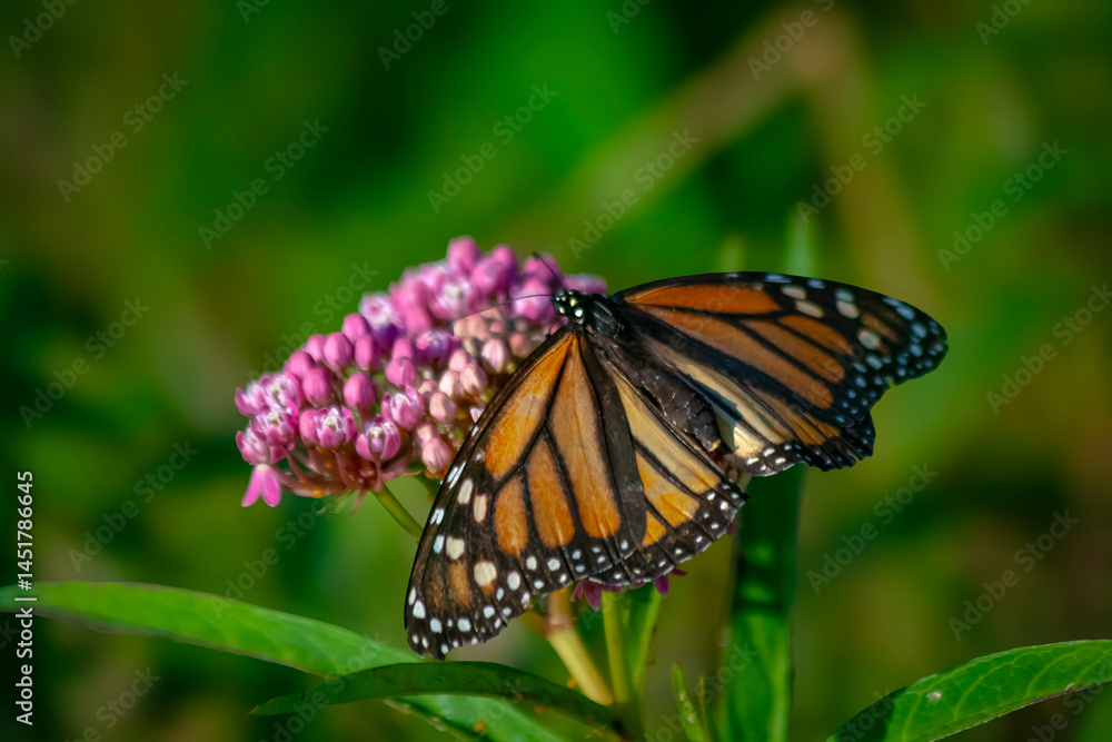 Fototapeta premium Monarch Butterfly-1