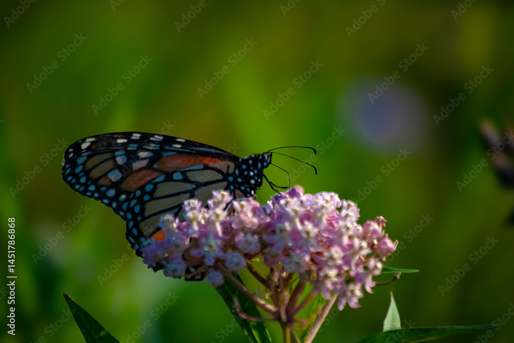 Naklejka premium Monarch Butterfly-5