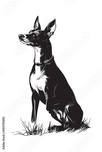 Crisp silhouette of an Ibizan Hound dog, Isolated on a white background, pet art.