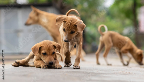 Photography Indian street dogs