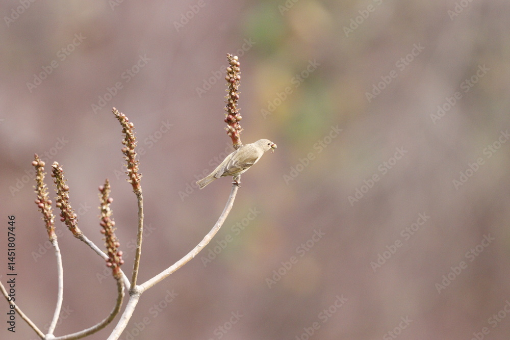 Naklejka premium Rosefinch on tree