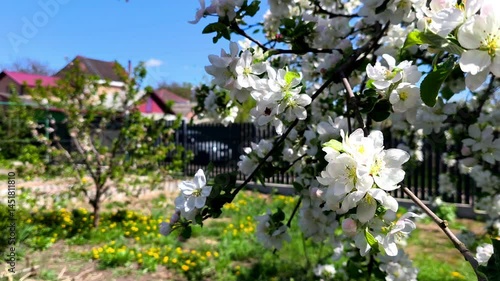 A tree with white flowers in front of a fence