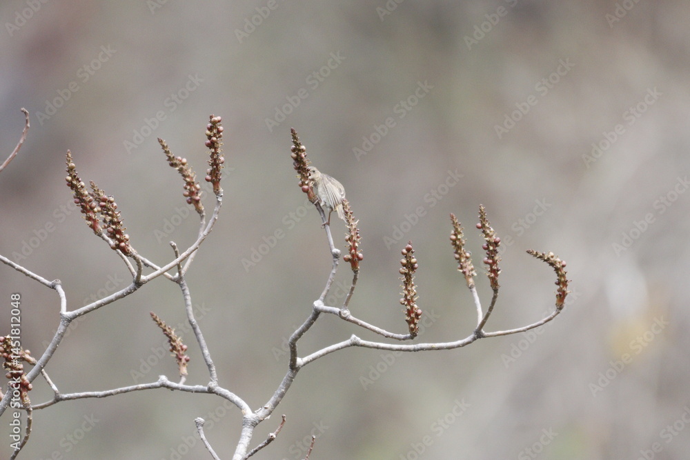 Obraz premium Rosefinch on tree