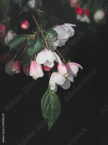 Mysterious romantic blossoming apple tree branch on dark background. 